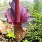 Giant Lily Voodoo Lily Plants Potted Bonsai Garden Courtyard 100 PCS Seeds