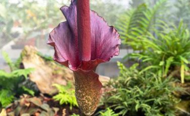 Giant Lily Voodoo Lily Plants Potted Bonsai Garden Courtyard 100 PCS Seeds