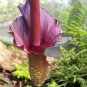Giant Lily Voodoo Lily Plants Potted Bonsai Garden Courtyard 100 PCS Seeds