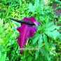 Giant Lily Voodoo Lily Plants Potted Bonsai Garden Courtyard 100 PCS Seeds