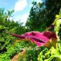 Giant Lily Voodoo Lily Plants Potted Bonsai Garden Courtyard 100 PCS Seeds