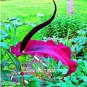 Giant Lily Voodoo Lily Plants Potted Bonsai Garden Courtyard 100 PCS Seeds