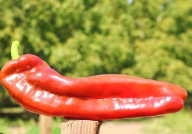 Giant Marconi Pepper Organic 100 PCS Seeds
