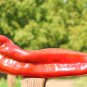Giant Marconi Pepper Organic 100 PCS Seeds
