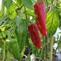 Giant Marconi Pepper Organic 100 PCS Seeds