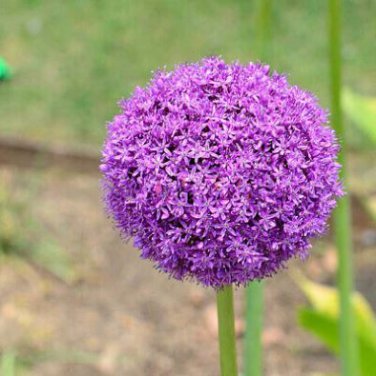 Giant Onion Seeds Allium Giganteum Flower 100 PCS Seeds
