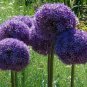 Giant Onion Seeds Allium Giganteum Flower 100 PCS Seeds