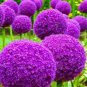 Giant Onion Seeds Allium Giganteum Flower 100 PCS Seeds