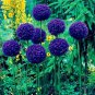 Giant Onion Seeds Allium Giganteum Flower 100 PCS Seeds