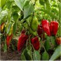 Giant Pepper Hybrid OX Horn Vegetable 100 PCS Seeds