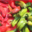 Giant Pepper Seeds Giant Marconi Hybrid Sweet Pepper 100 PCS Seeds Giant Pepper Seeds Giant Marconi Hybrid Sweet Pepper 100 PCS Seeds