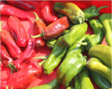 Giant Pepper Seeds Giant Marconi Hybrid Sweet Pepper 100 PCS Seeds