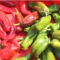 Giant Pepper Seeds Giant Marconi Hybrid Sweet Pepper 100 PCS Seeds