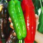 Giant Pepper Seeds Giant Marconi Hybrid Sweet Pepper 100 PCS Seeds