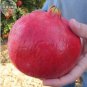 Giant Pomegranate 20 PCS Seeds
