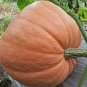 Giant Pumpink 6 PCS Seeds