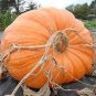 Giant Pumpink 6 PCS Seeds