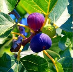 Giant Purple Ficus carica Fig Shrubs 6 PCS Seeds