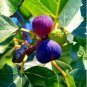 Giant Purple Ficus carica Fig Shrubs 6 PCS Seeds
