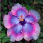 Giant Purple Hibiscus Flower 20 PCS Seeds