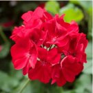 Giant Red Big Blooms Geranium Flowers Rare Plant Heirloom Garden Ornamental Flowers 50 PCS Seeds Giant Red Big Blooms Geranium Flowers Rare Plant Heirloom Garden Ornamental Flowers 50 PCS Seeds