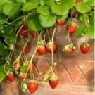 Giant Strawberry 300 PCS Seeds