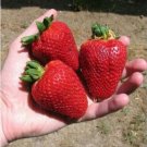 Giant Strawberry Oblate Red Fruit 40 PCS Seeds