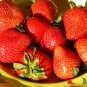 Giant Strawberry Oblate Red Fruit 40 PCS Seeds