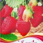 Giant Strawberry Oblate Red Fruit 40 PCS Seeds