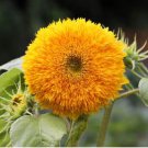 Giant Sunflower Teddy Bear 40 PCS Seeds