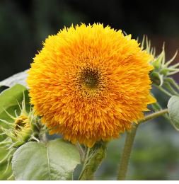 Giant Sunflower Teddy Bear 40 PCS Seeds