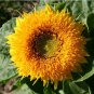 Giant Sunflower Teddy Bear 40 PCS Seeds