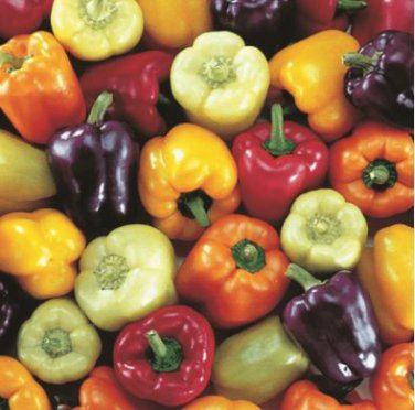 Giant Sweet Pepper Rose Red Black Yellow Whit 200 PCS Seeds