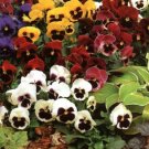 Giant Swiss Mixed Pansy 20 PCS Seeds