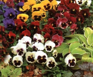 Giant Swiss Mixed Pansy 20 PCS Seeds