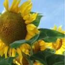 GIANT Titan Sunflowers 24 Inch Heads 15 PCS Seeds