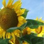 GIANT Titan Sunflowers 24 Inch Heads 15 PCS Seeds