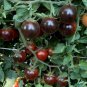 Giant Tomato Black Red Organic Fruit 300 PCS Seeds