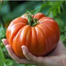 Giant Tomato Tree healthy delicious nutritious edible fruits 100 PCS Seeds Giant Tomato Tree healthy delicious nutritious edible fruits 100 PCS Seeds