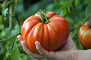 Giant Tomato Tree healthy delicious nutritious edible fruits 100 PCS Seeds