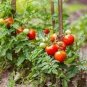 Giant Tomato Tree healthy delicious nutritious edible fruits 100 PCS Seeds