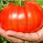 Giant Tomato Tree healthy delicious nutritious edible fruits 100 PCS Seeds