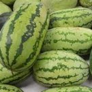 Giant Watermelon 'Iwanaga Giant' F1 10 PCS seeds