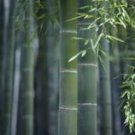 Giant Wholesale Large Phyllostachys pubescens moso 100 PCS Seeds Giant Wholesale Large Phyllostachys pubescens moso 100 PCS Seeds