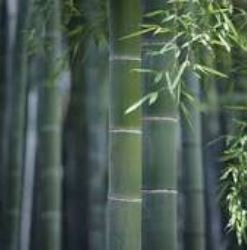 Giant Wholesale Large Phyllostachys pubescens moso 100 PCS Seeds