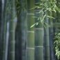 Giant Wholesale Large Phyllostachys pubescens moso 100 PCS Seeds