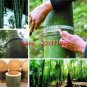 Giant Wholesale Large Phyllostachys pubescens moso 100 PCS Seeds