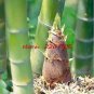 Giant Wholesale Large Phyllostachys pubescens moso 100 PCS Seeds