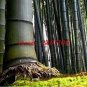 Giant Wholesale Large Phyllostachys pubescens moso 100 PCS Seeds
