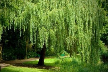 Giant Willow Tree 50 PCS Seeds